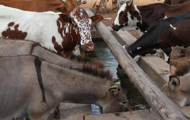 Borehole Pumps help cattle farmers overcome drought in Zimbabwe 
